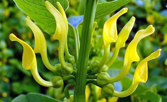 Aristolochia clematitis or European Birthwort's flowers in Stutensee, Germany.